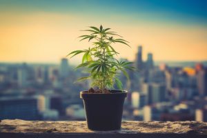 south africa cannabis legalization