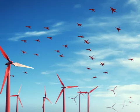 wind farms bird conservation