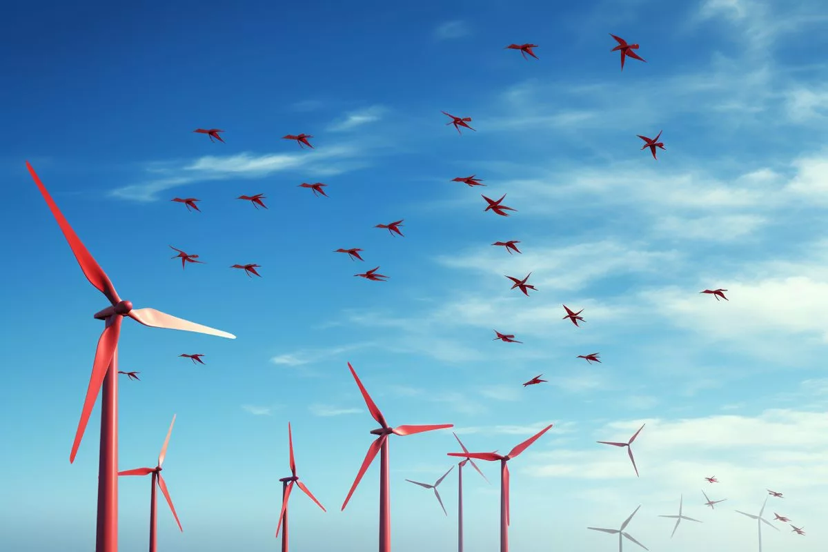 wind farms bird conservation