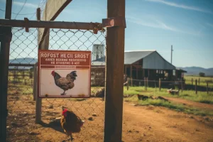 avian influenza biosecurity measures Cape Town