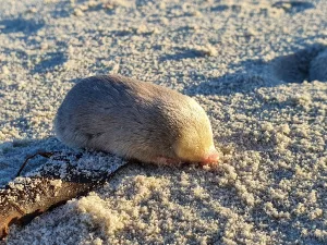 conservation rediscovery of golden mole