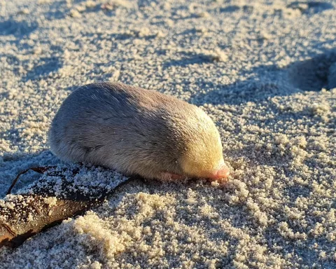 conservation rediscovery of golden mole