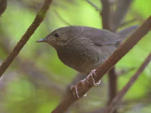 knysna warbler cape peninsula