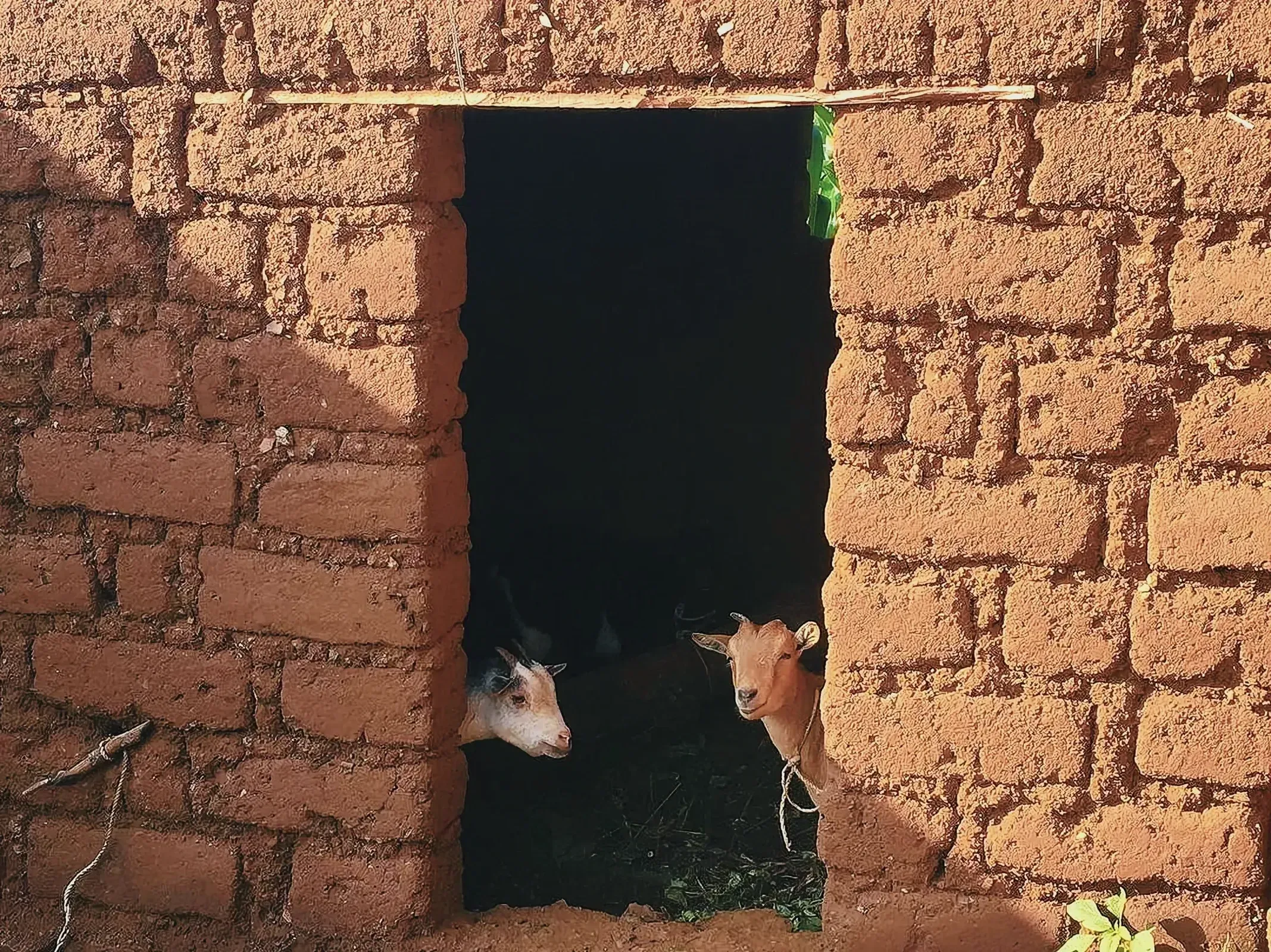 Goats standing in a doorway in a rustic setting