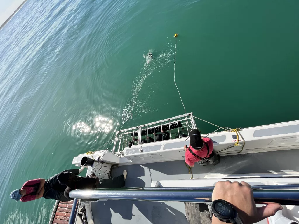 People in cage ready to dive to sharks