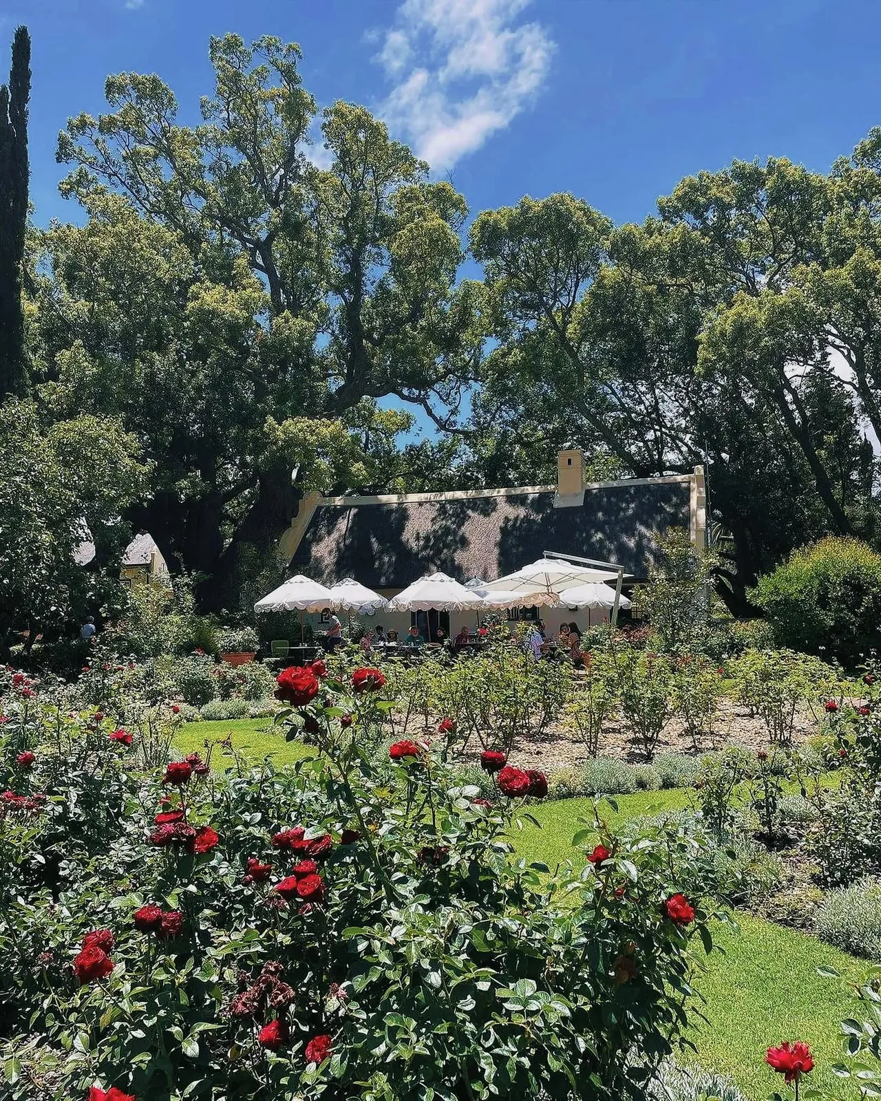 Beautifully maintained garden with red roses and white umbrellas