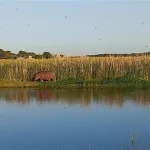 hippos conservation