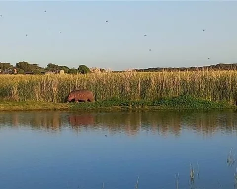 hippos conservation