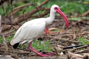 avian biology sensory adaptation