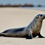 rabies outbreak cape fur seals