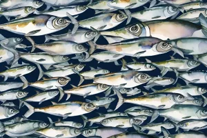 sardine run marine life