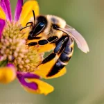 south africa wildflowers