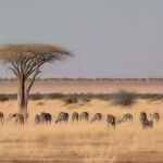 travel africa