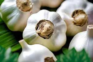 garlic farming south africa agriculture